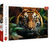 Trefl 1000 darabos puzzle csomag, Vad tigris, 07802