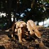 Robotime 3D interaktív fa puzzle - Triceratops dínó - 81010